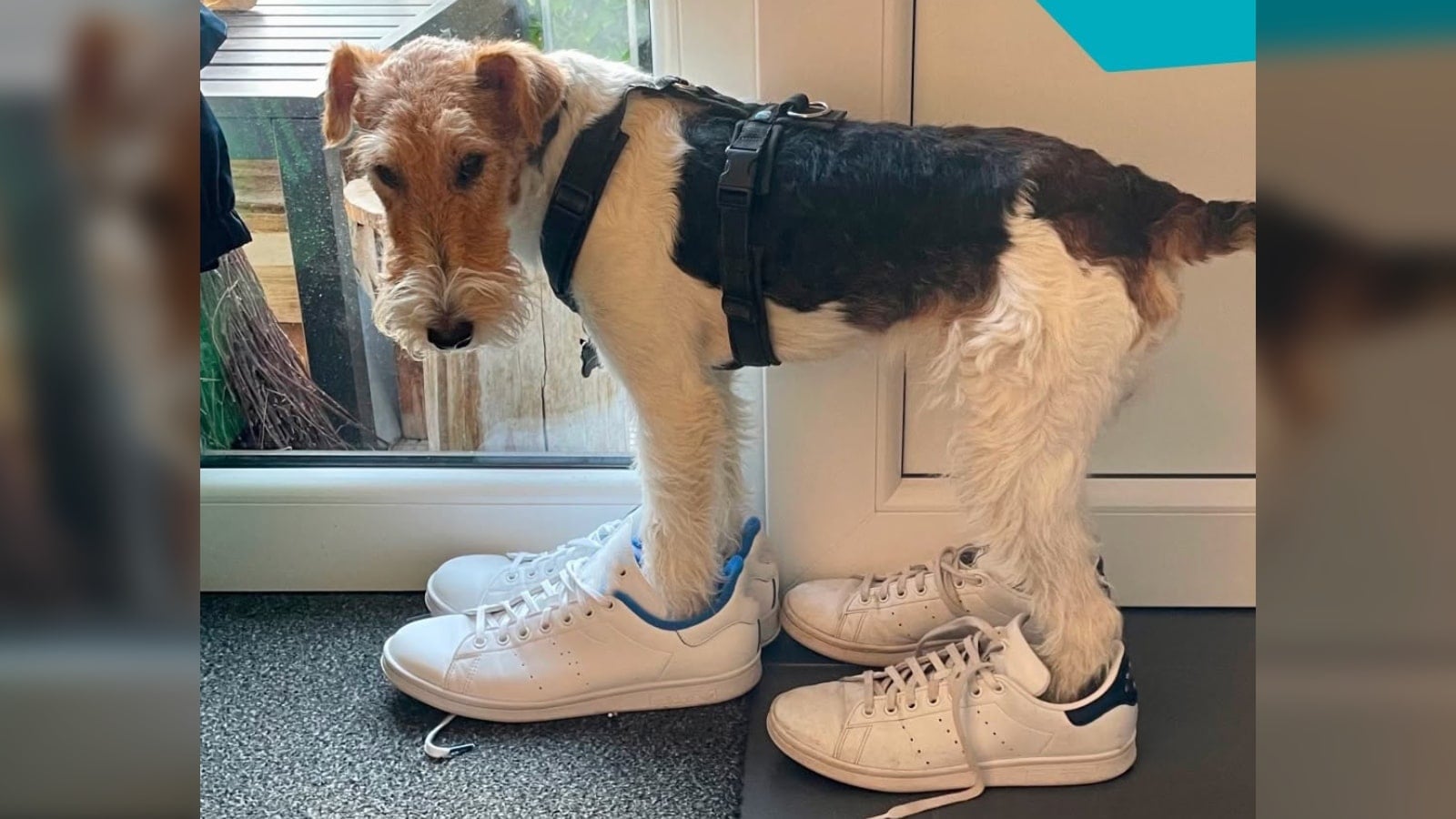 Embark Is Searching for the World’s Weirdest Dog